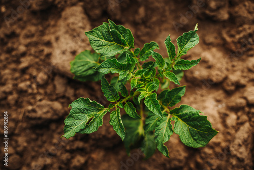 Young potato plant growing in dry soil, viewed from above. Fresh green leaves contrast with textured earth, illustrating early crop development and sustainable agriculture.