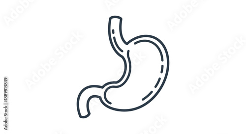 Human stomach illustration showcases digestion and gastrointestinal health and wellness concepts