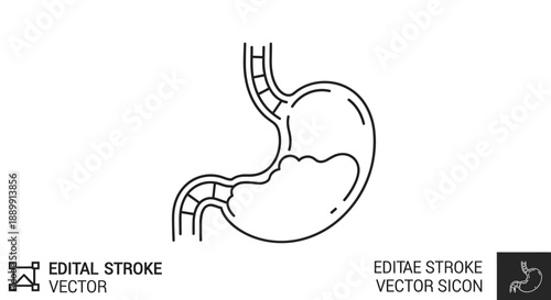 Stylized illustration of the human stomach with its associated parts and contents
