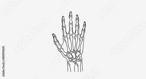 Anatomical hand skeletal structure artistic depiction on clear backdrop ideal for medical