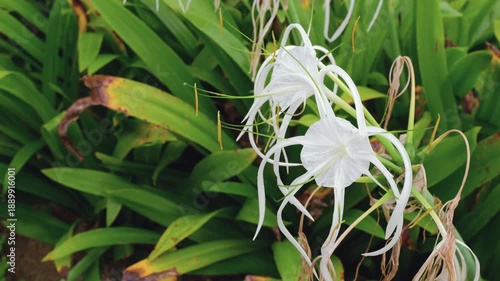 A gentle breeze blows the beautiful white tulips