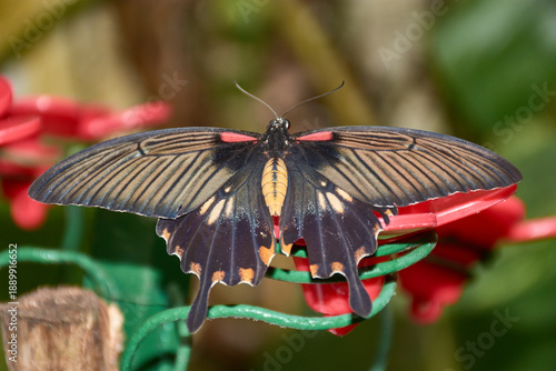 Detail of the red Mormon butterfly,Papilio rumanzovia, displaying its black and red patterns in the Canary Islands