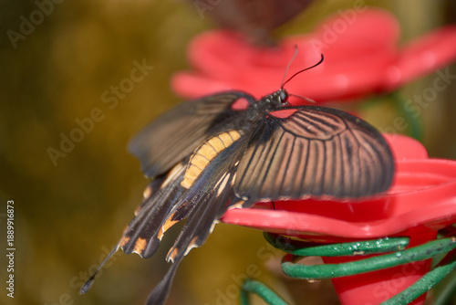Detail of the red Mormon butterfly,Papilio rumanzovia, displaying its black and red patterns in the Canary Islands