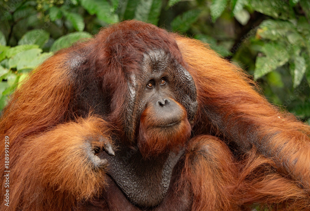 Obraz premium Sarawak, Borneo orangutang