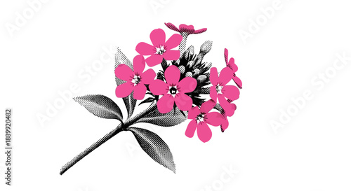 A digital illustration of a blooming flower with pink petals and green leaves from an artistic viewpoint