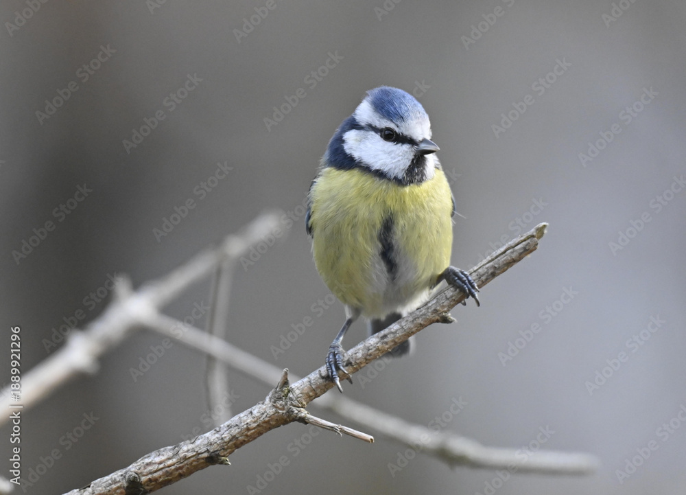 Obraz premium Blaumeise