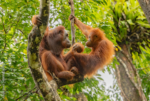 Sarawak, Borneo orangutang