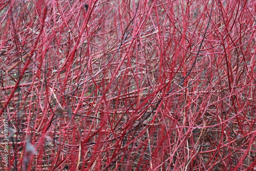 Foto Bright red cornus or dogwood stems in a winter garden