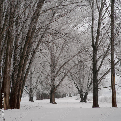 Serene winter forest scene with snow-covered trees and soft light, creating a peaceful and calm seasonal landscape