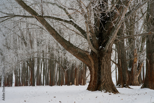 Majestic winter forest scene with frosty trees and snow-covered ground showcasing tranquility and natural beauty