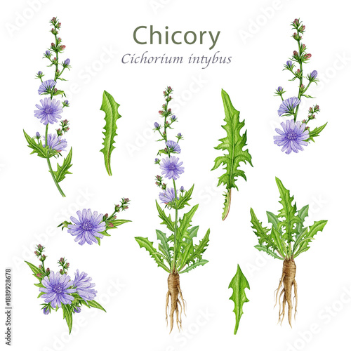 Foto Chicory plant, flowers, leaves and roots watercolor illustration set