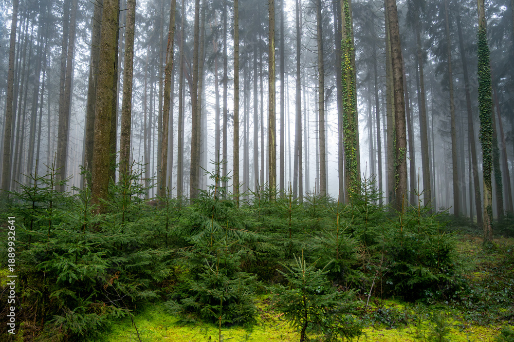 Obraz premium forest in the morning