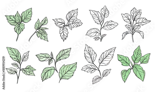 Hand drawn mint leaves and branches botanical illustrations with outline and green shading set of fresh herbal natural plant elements for design on white background vector