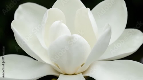 White Magnolia Flower Blooming Stages.