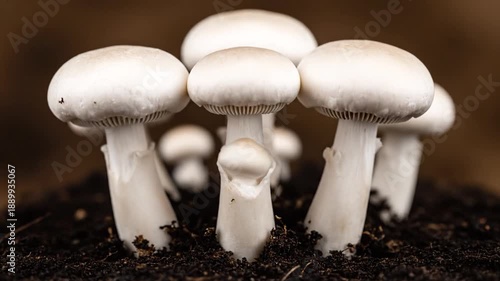 White Mushrooms Growing in Dark Soil Closeup.