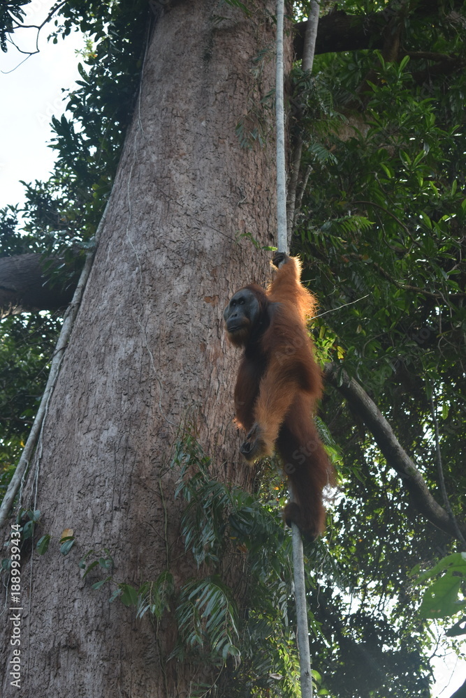 Fototapeta premium Orangutan Sumatra in wild forest Singkil Aceh Indonesia 