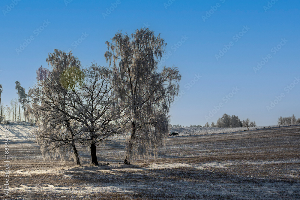 Fototapeta premium beautiful winter landscape with fabulous trees covered with frost, wonderful sunny, cold day