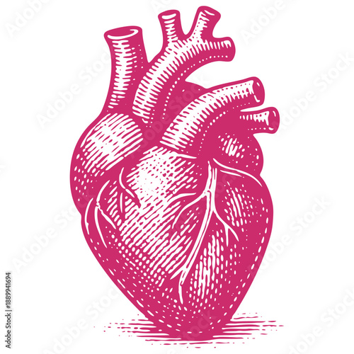 Anatomical human heart illustration in a vintage engraving style. A detailed vector graphic showing aorta and veins, isolated for medical or symbolic design.