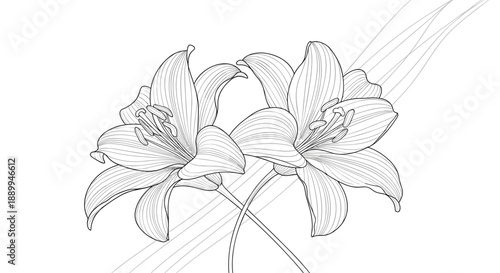 Two elegant lily flowers with long curved stems and prominent stamens are gracefully arranged in a detailed botanical line drawing.