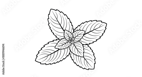 Lush cluster of fresh mint leaves viewed from above shows the characteristic serrated edges and vein patterns in detailed line art.
