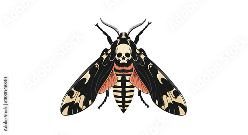 Death's head hawkmoth is illustrated with its characteristic skull pattern on the thorax and colorful wing details on white.