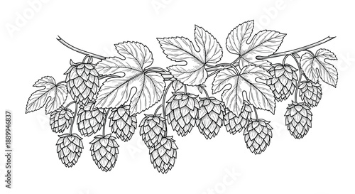 Branch of hop cones and jagged leaves is depicted in a detailed botanical illustration suitable for brewery and beer themes.