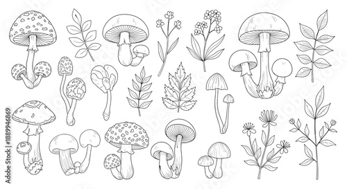 Large collection of different forest mushrooms and leafy plants are shown in a detailed botanical line art set on a white field.