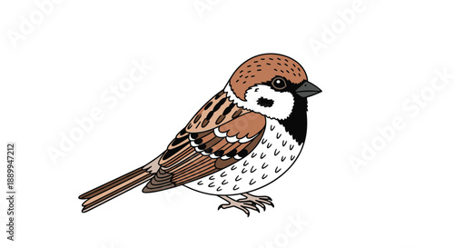 Small brown sparrow bird perched on a white background illustrated with detailed feathers and realistic colors for nature study.