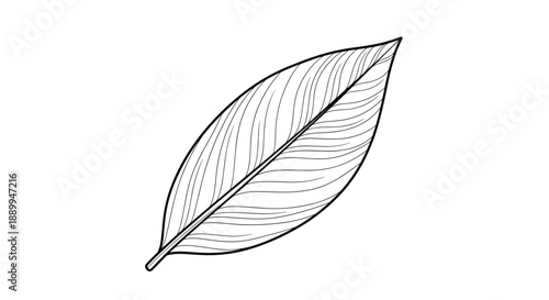 Single botanical leaf illustration with intricate vein patterns and fine lines for nature-themed design or educational purposes.
