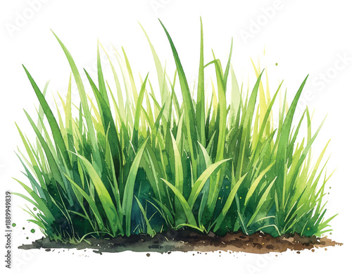 Watercolor of a lush clump of green grass with soil and water illutrastion transparent background