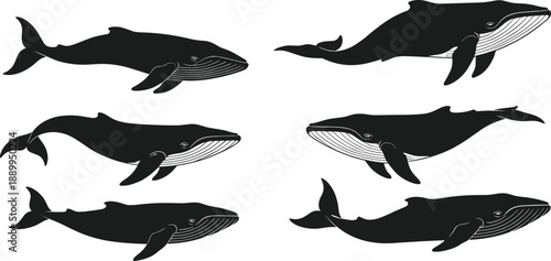 Whale Silhouette Vector Set with Side View Humpback Whale Shapes for Marine Wildlife Logos, Ocean Branding, Tattoo Art, and Minimal Designs