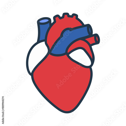 Anatomical Human Heart Vector Illustration for Medical Health and Cardiology Design
