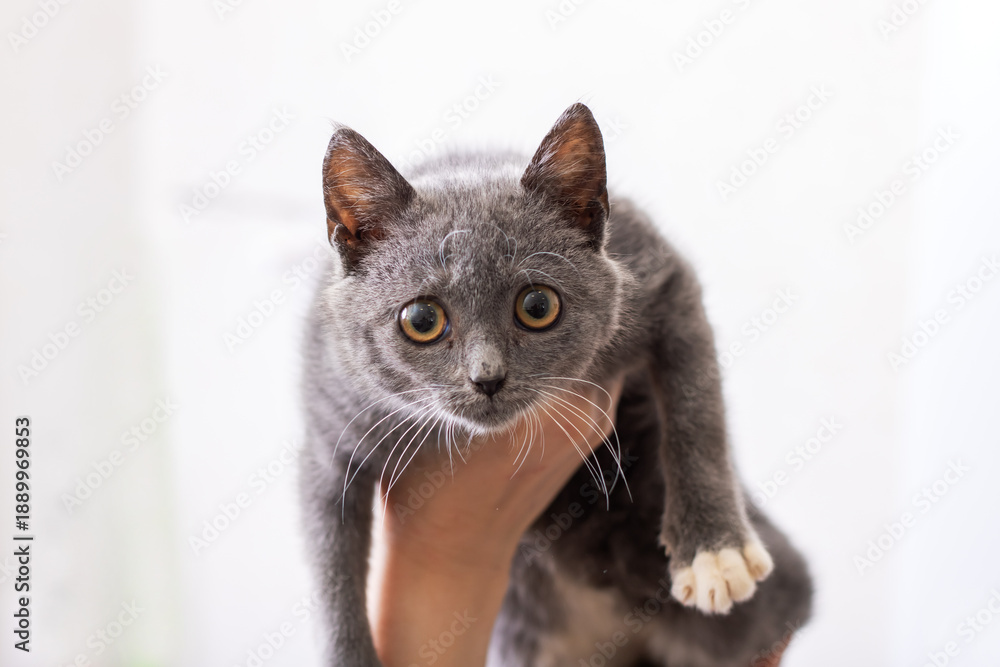 Obraz premium Calm cat with gentle hold, Serene domestic cat held carefully in loving environment