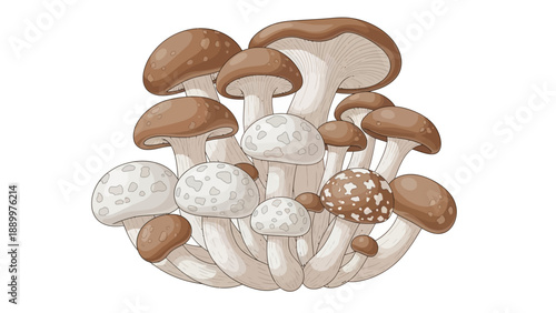 Illustration of various types of edible mushrooms clustered together.