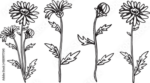 September Birth Month Aster Flower Hand Drawn Vintage Floral Vector Illustration