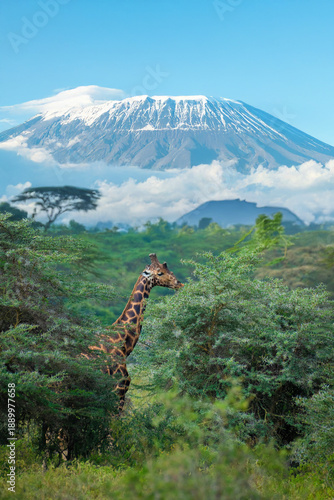 Canvas Print Rothschild's giraffe Lake Nakuru National Park, Kenya, Africa