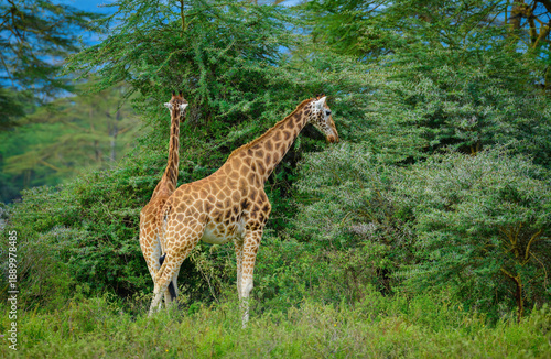 Photography Rothschild's giraffe Lake Nakuru National Park, Kenya, Africa