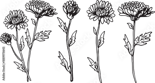 November Birth Month Chrysanthemum Flower Hand Drawn Vintage Floral Vector Illustration