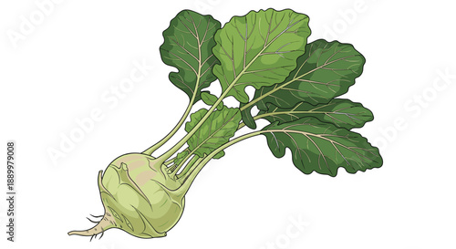 Detailed illustration of a kohlrabi vegetable, showing its bulbous light green stem and large, vibrant leaves with intricate vein patterns on white.