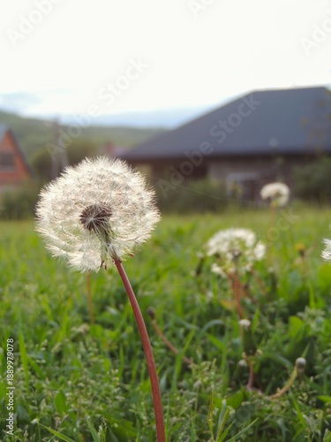 Fluffy white dandelion against a blurred background of a rural landscape, vertical photo, wild summer wildflower with umbrella-shaped seeds and a fuzzy head, summer evening in a meadow