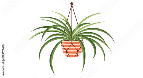 Indoor spider plant in a striped ceramic pot hanging from a decorative macrame holder isolated on a white background for home decor.