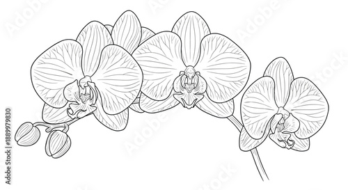 Detailed line art drawing of orchid flowers and buds on a branch for botanical illustrations or floral coloring projects on white paper.