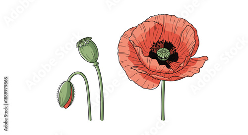 Vintage style botanical illustration of red poppy flowers with green buds and seed pods on a plain white background for floral designs.