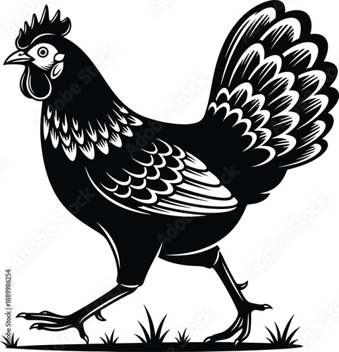 Chicken Hen Engraving Illustration Vector