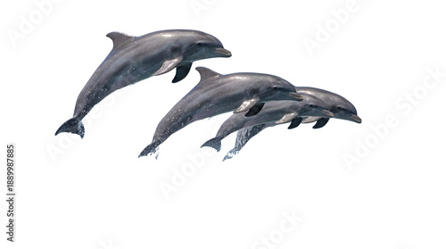 Three dolphins gracefully leaping out of the water in a synchronized display