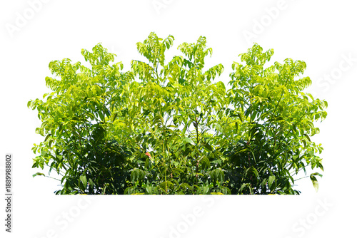 Green bush isolated transparency background.. © moderngolf1984