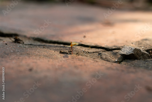 Close up of a tiny green sprout emerging and growing from a crack between old bricks, symbolizing resilience, hope, and new life