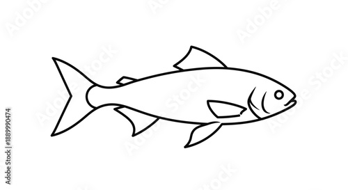 Vector illustration of a marine animal shark or tuna isolated on white background for fishing and seafood art