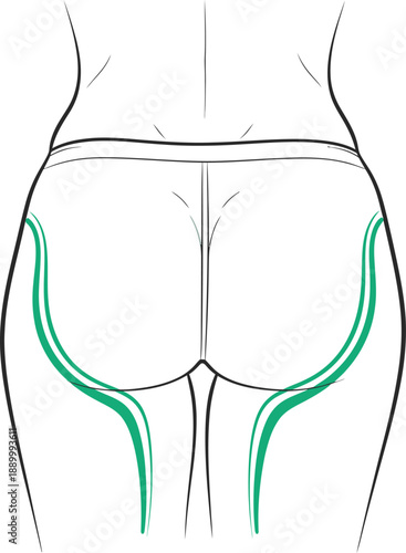 Female Hip And Thigh Anatomy Line Art Vector