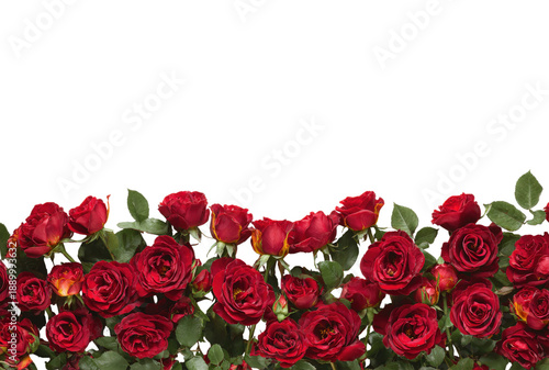 Fresh red garden roses row with green leaves on transparent background cutout